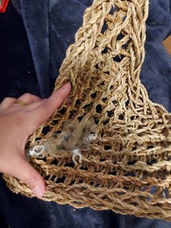 Hammock Bearded Dragon