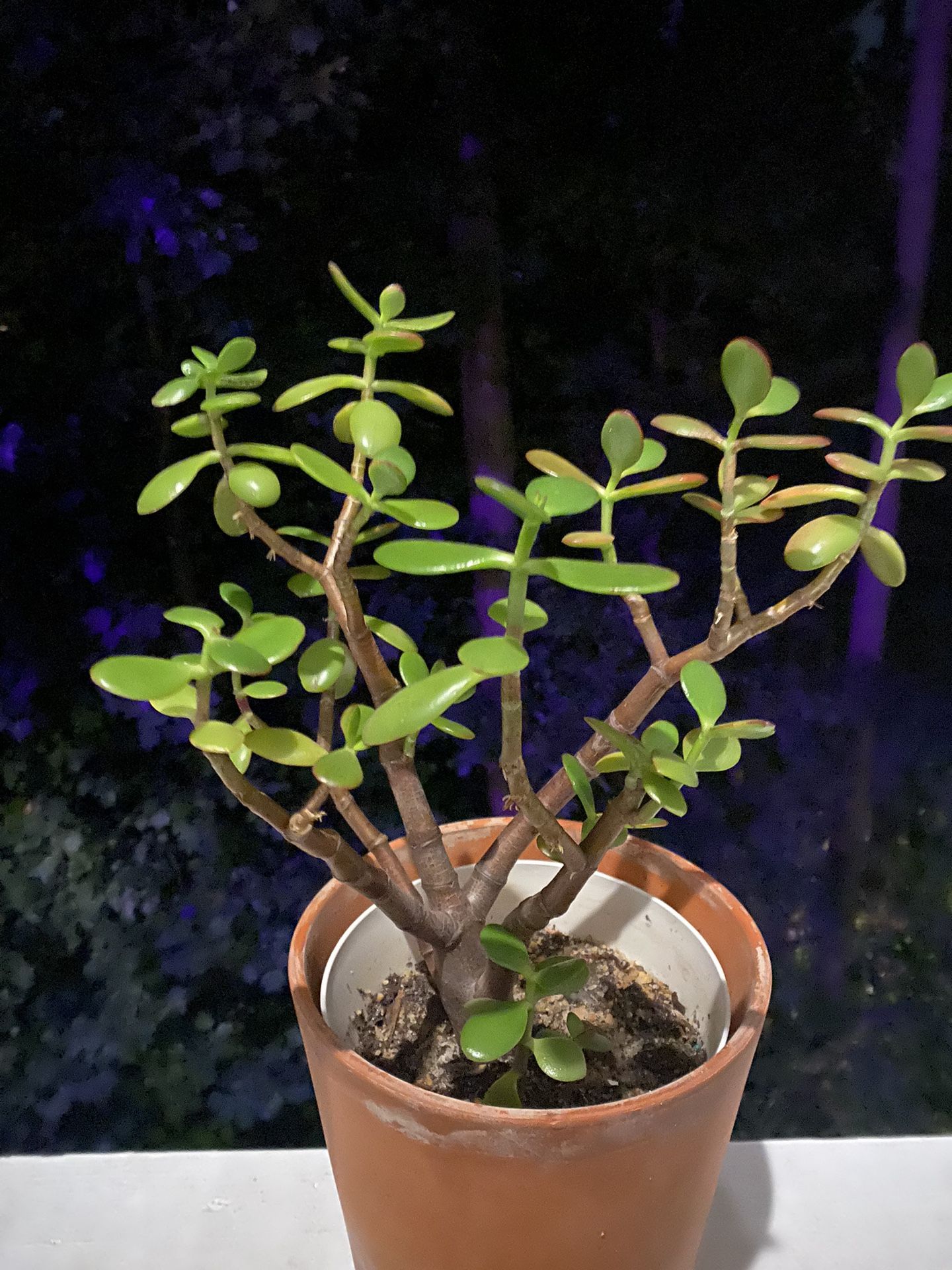 Jade Plant