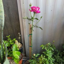 ROSA DE  ALBOLIRT