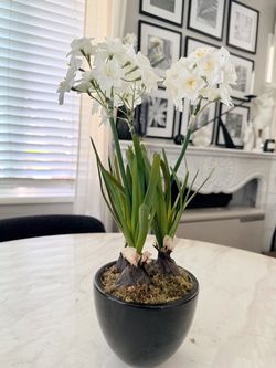 Paperwhite Narcissus Bulbs in Black Pot