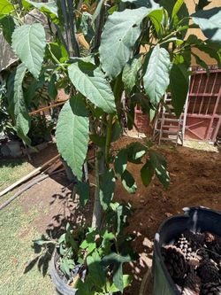 Free chaya/aguacate tree