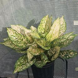 Chinese Evergreen (Aglaonema) plant, live plants