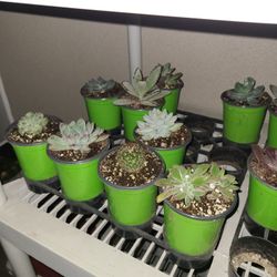 Succulents For Sale
