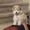 Oscar