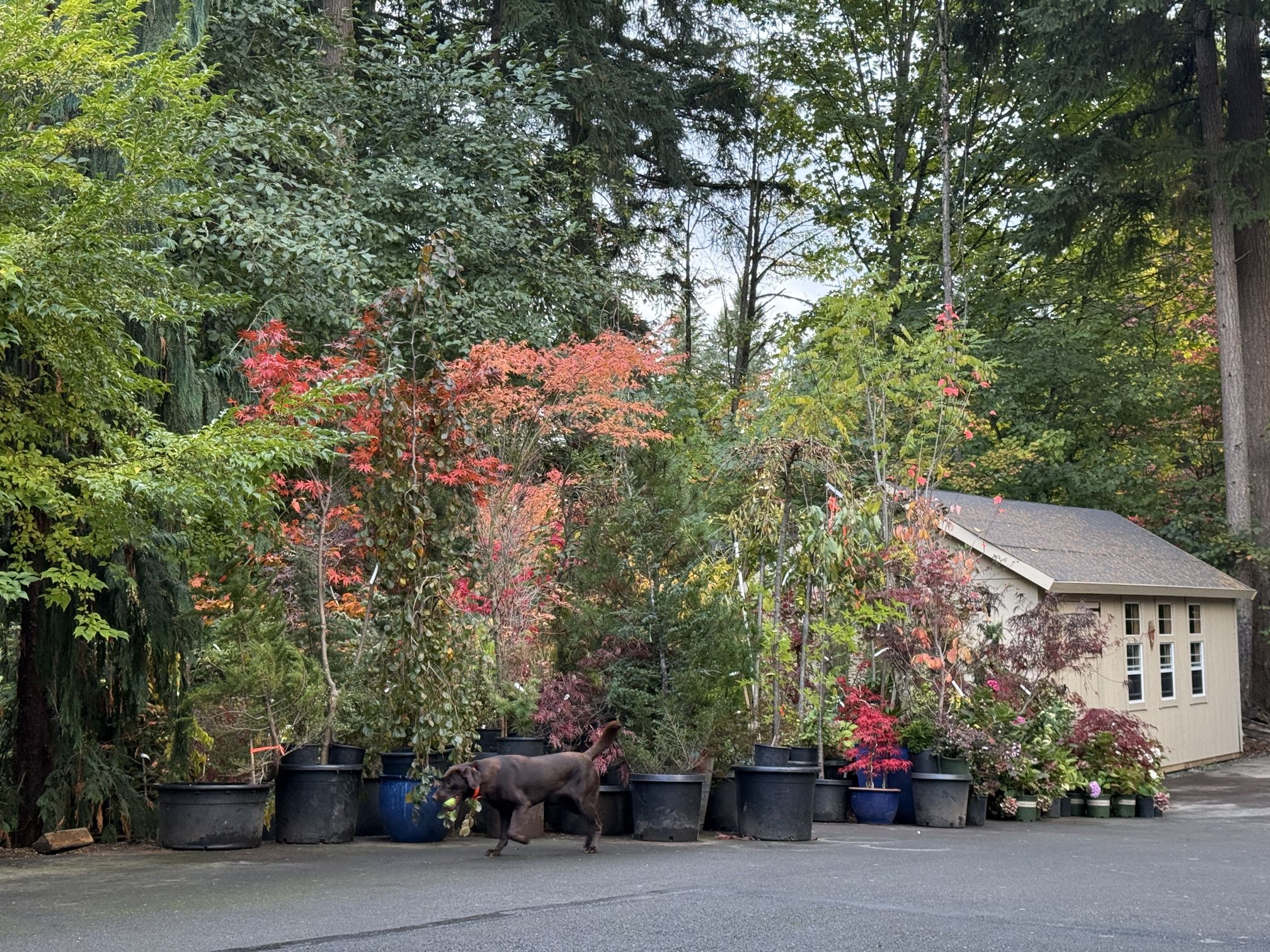 Awesome Fall Colors!! —