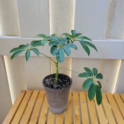 Umbrela Plant!