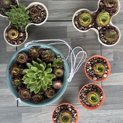 Spring Succulent Plant [indoor/outdoor] Low Maintenance 