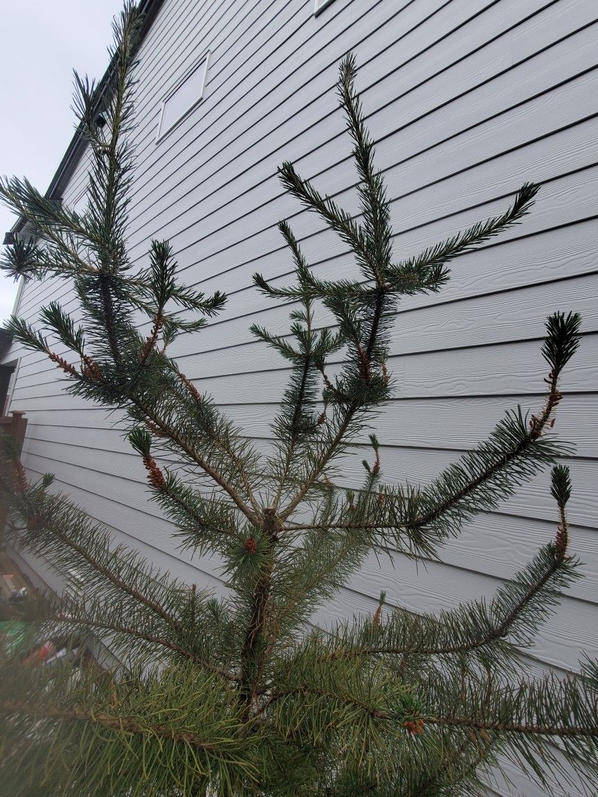 Pine Tree