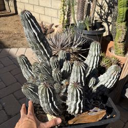 Euphorbia polygona snowflake cluster