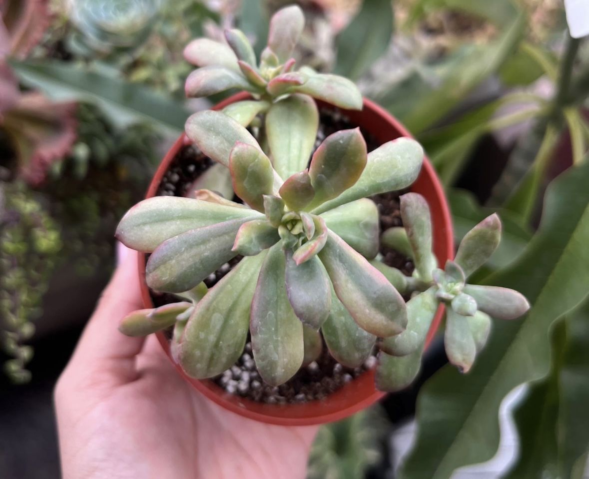 Korean Succulent