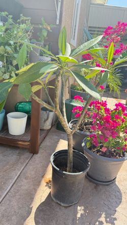 Plumeria