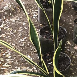 Sansevieria trifasciata 'Black Gold' Snake Plant