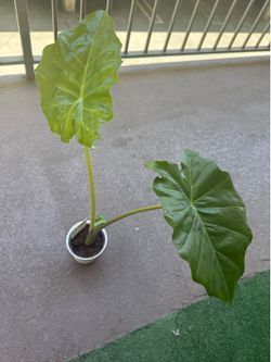 Elephant ear plant