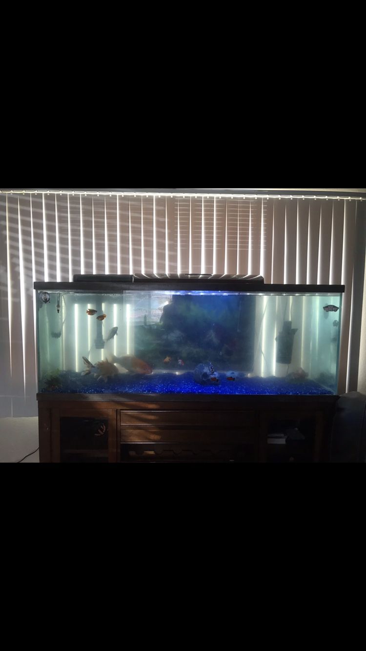 Fish tank 120 gallon