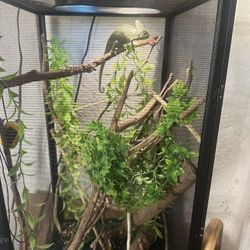Reptile Cage 