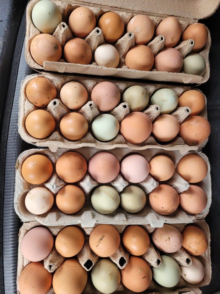 Farm Fresh Eggs