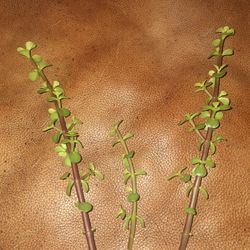 Jade Plant 3 Cuttings 