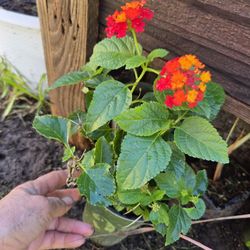 Lantana
