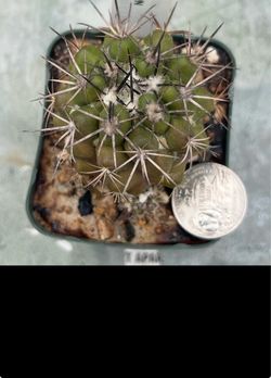 Copiapoa