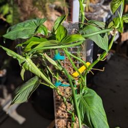 Philodendron camposportoanum 