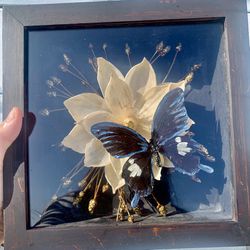 Large Butterfly 🦋 Shadow Box
