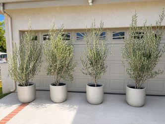 7–8 FT Fruitless Olive Trees with Concrete Pots – $300 Each