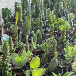 Cactus and Succulent’s 🌵🪴