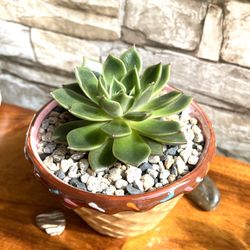 Succulent Echeveria House Plant In Cute Ceramic Pot 3"H.