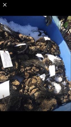 Fresh oysters