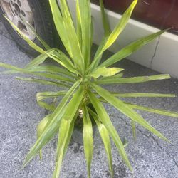 Yuma Plant For Garden