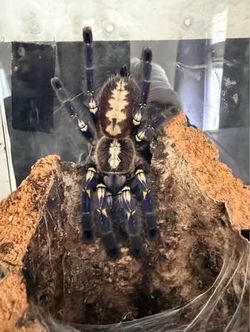 5”-6” Female P. Metallica