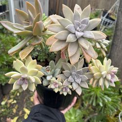 Succulents 1 Gallon Pot 