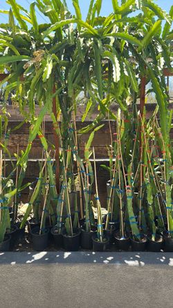 5ft Tall voodoo child Dragon Plant Mature Red Flesh
