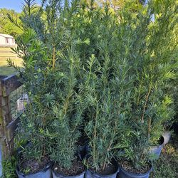 Podocarpus Super Tall Green Full Ready For Planting