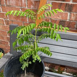 Indian Curry Leaf Plant Tall Bushy 