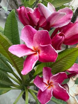 7.2FT HAWAIIAN PLUMERIA BIG TREE 夏威夷鸡蛋花大树