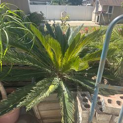 Palm tree