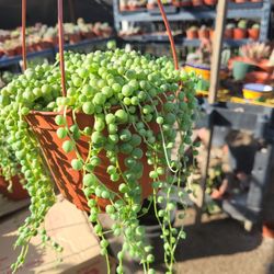 String Of Perlds 