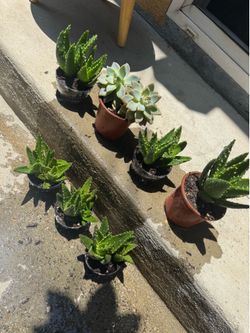 Pretty little pots $2