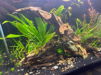10 gallon rimless planted Aquascape aquarium fish tank as pictured