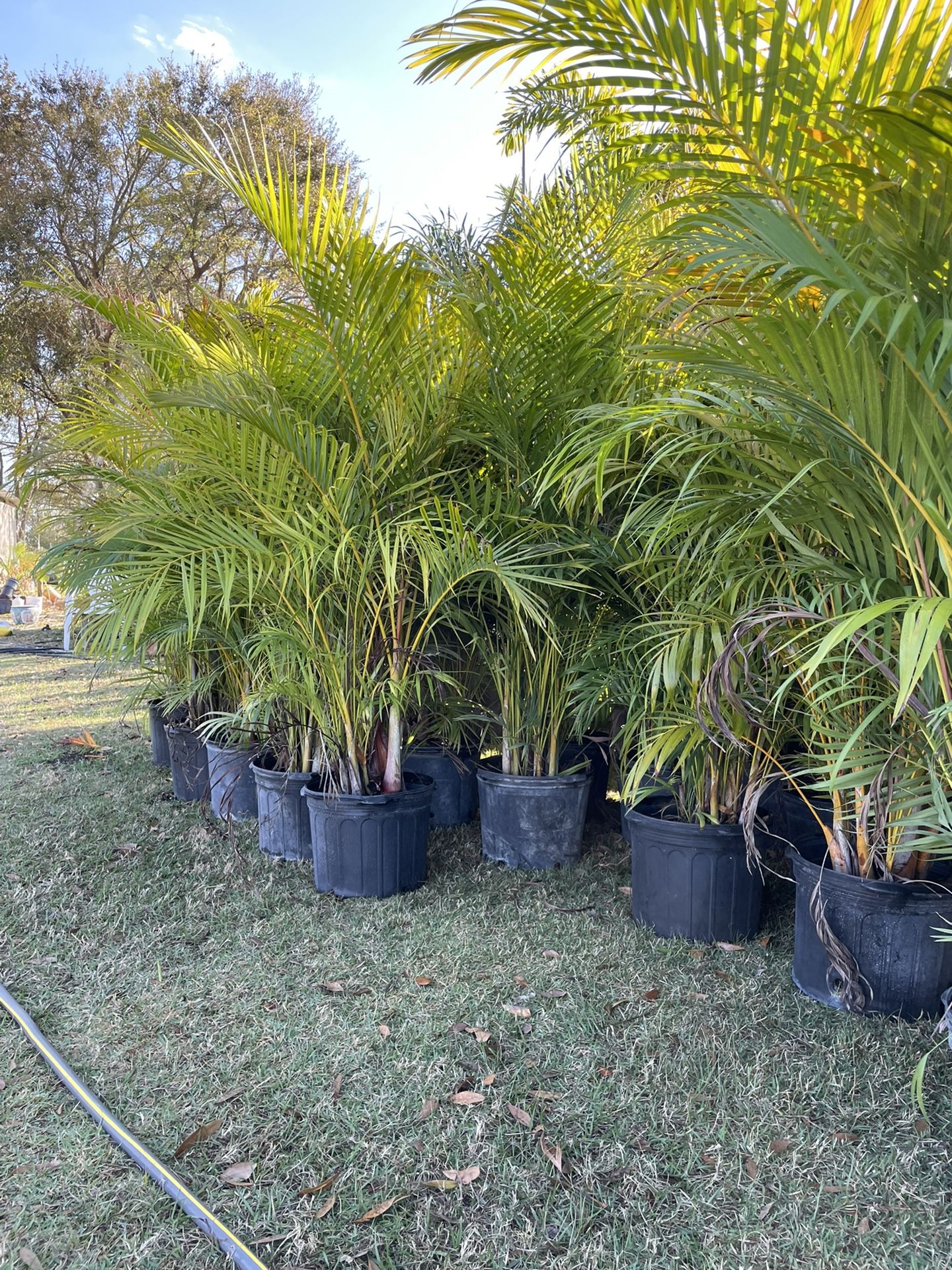7 Gallon Areca Palms 6-7 Feet