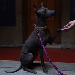 Accesorios Para perros , Correas, cremas Y Uñas 