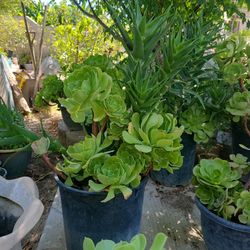 Mix Plants In 5 Gallon Container