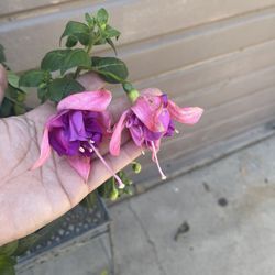 8” Bella Rosella Fucshia Plant (big Flower)