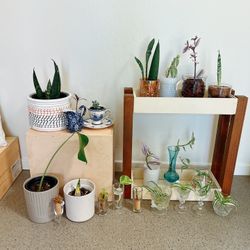 Beautiful Indoor And outdoor Plants 
