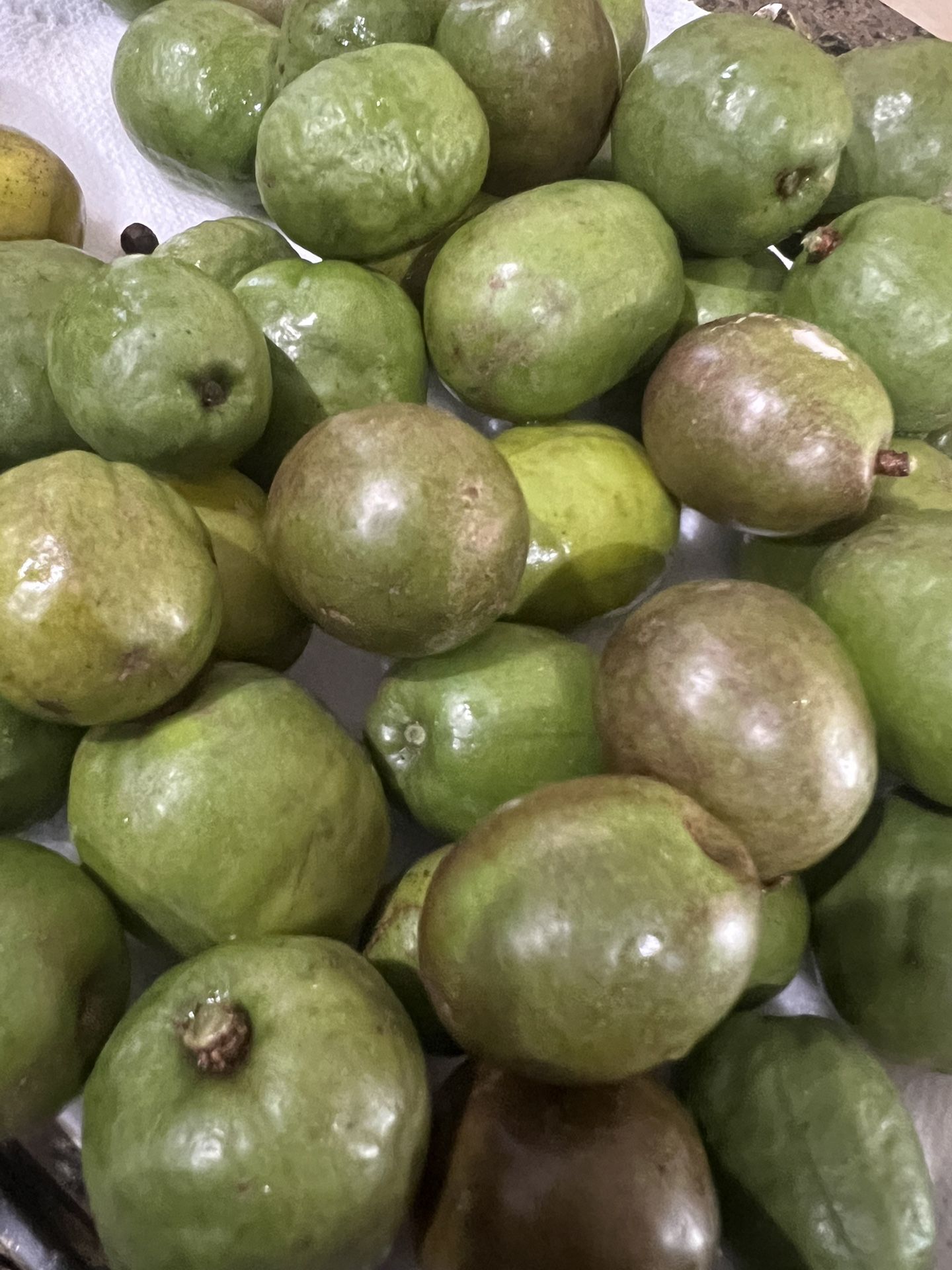 OrganicoJune plum ciruela jocote. $6