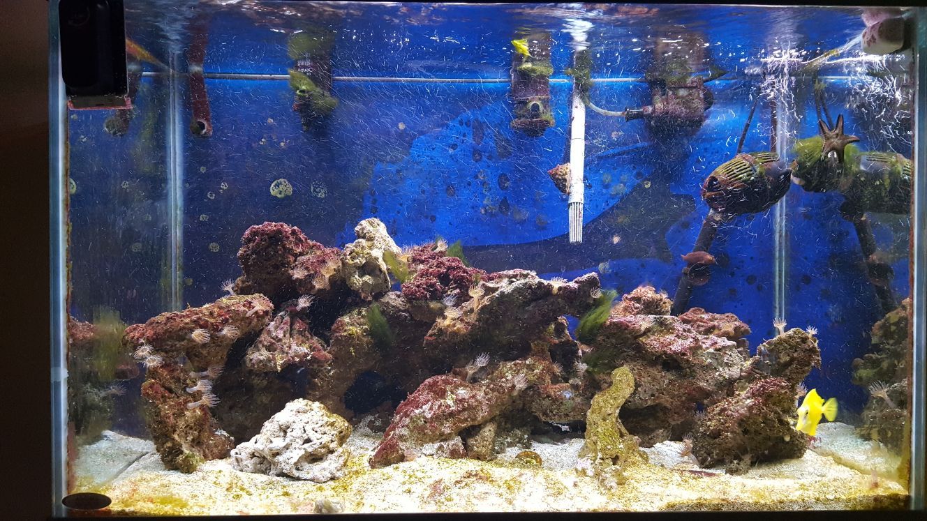 Salt water aquarium