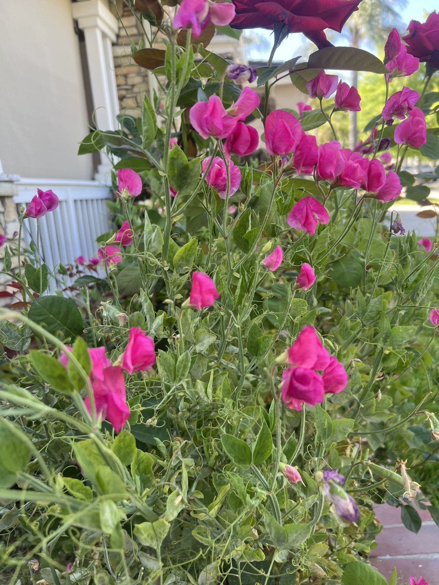 Sweet Peas Flowering Seeds