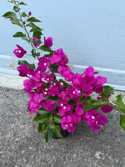 Bougainvillea plant outdoor