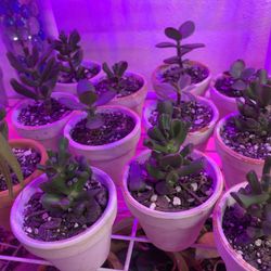 Jade Plants Different Varieties Grown From Leafs 